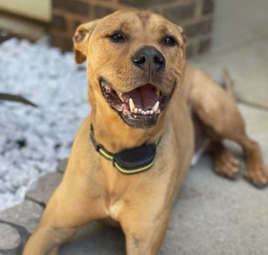 Photo of Tyson