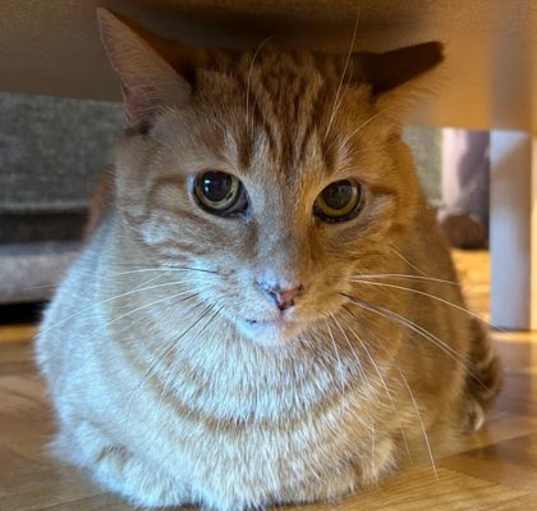 Photo of Sherlock *MUST BE ADOPTED WITH