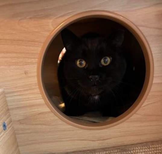 Photo of Watson *MUST BE ADOPTED WITH S