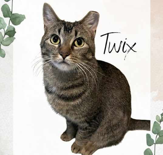 Photo of Twix (Foster Cat)