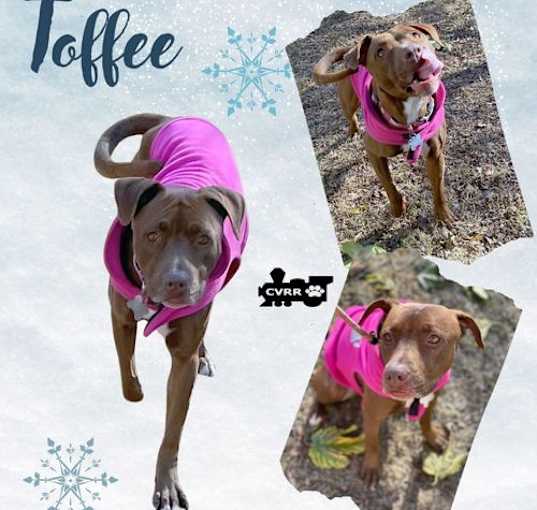 Photo of Toffee