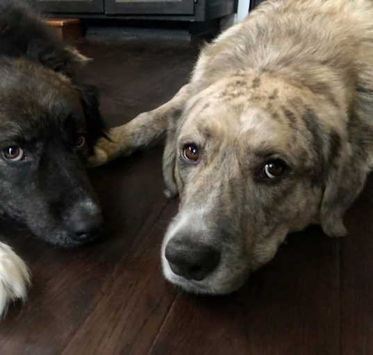 Photo of Sirius & Remus (female,male)