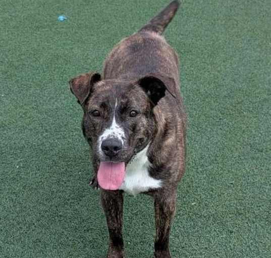 Photo of Fern - $75 Adoption Fee!  Diamond Dog!
