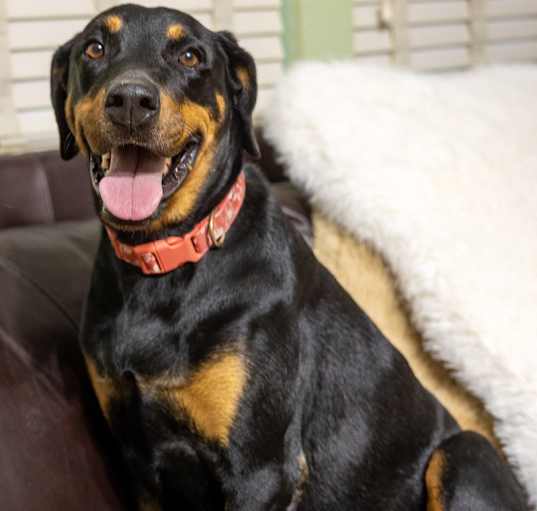 Photo of Jolene