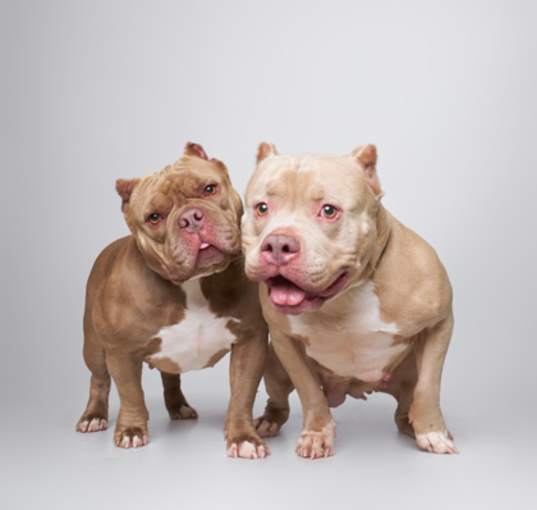 Photo of Fortune *Bonded Pair*