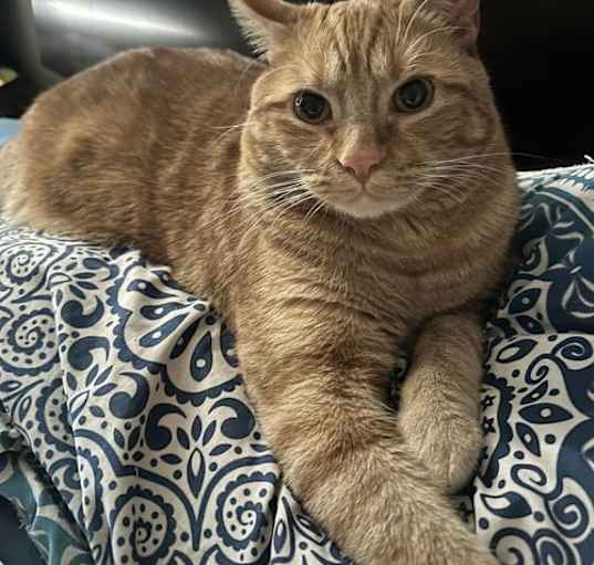 Photo of Tommy