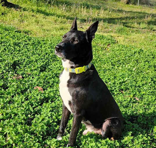 Photo of Sirius