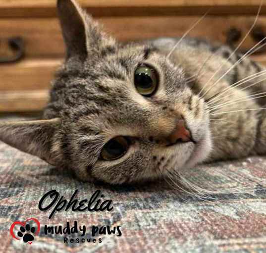 Photo of Ophelia (Courtesy Post)