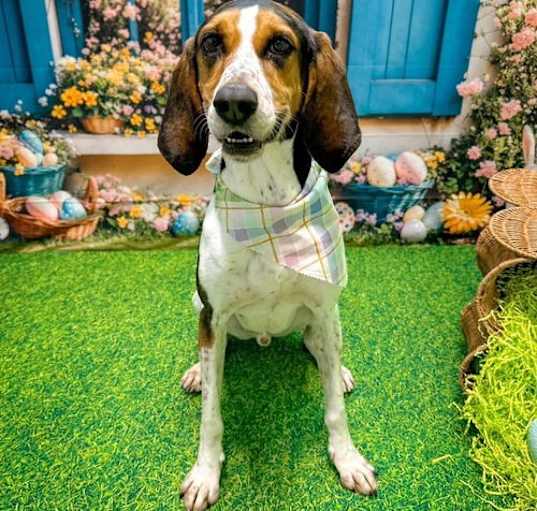 Photo of Snoop