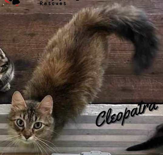 Photo of Cleopatra (Courtesy Post)