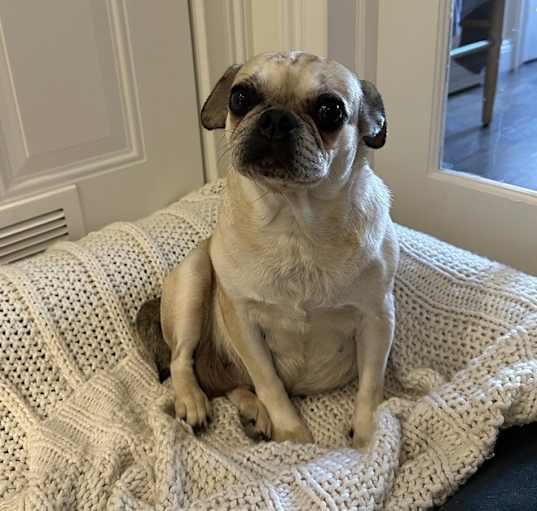 Photo of Sugar Cookie