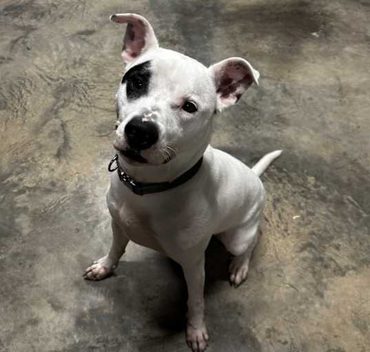 Photo of Buddy