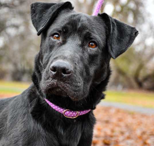 Photo of Maximus