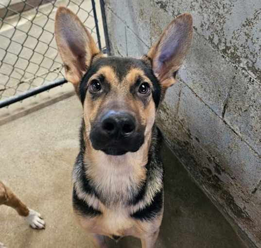 Photo of Maverick
