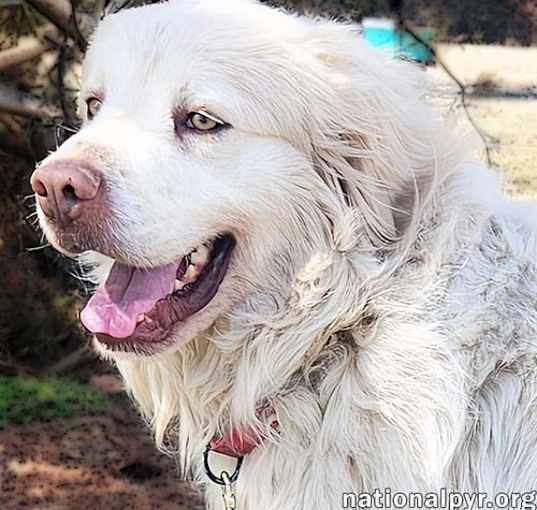 Photo of Gordo in KY - Adores Attention!