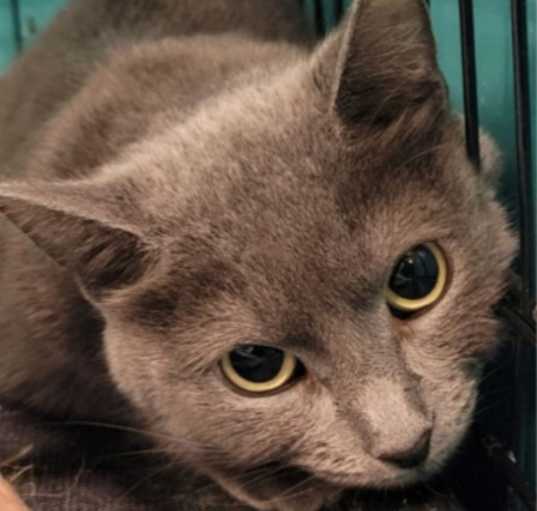 Photo of Tinsel