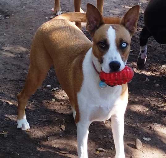 Photo of Gypsy from TEXAS
