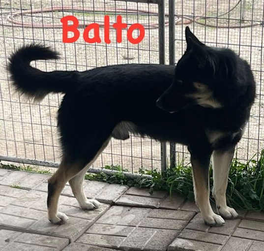 Photo of Sir Balto