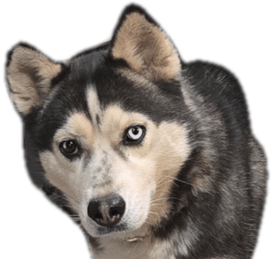 Photo of Josie