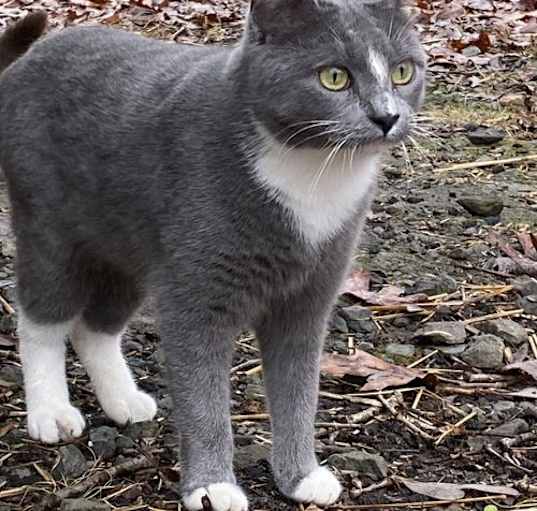 Photo of Ambrosia