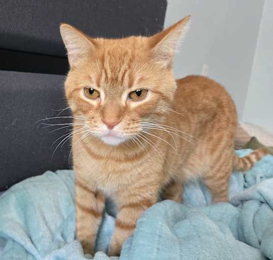 Photo of Oscar