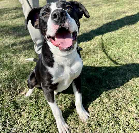 Photo of Roscoe