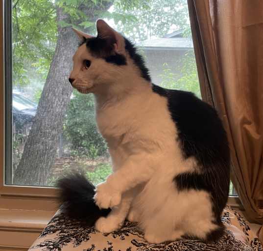 Photo of Miss Kitty