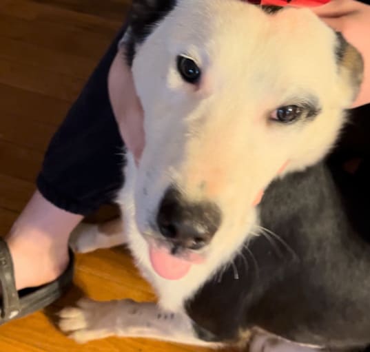 Photo of Spade