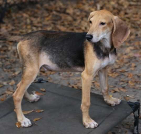 Photo of Gumbo
