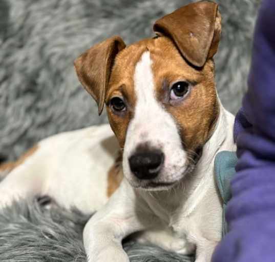 Photo of Snoopy (NY-Kara)