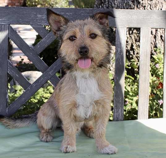Photo of Baxter Boo