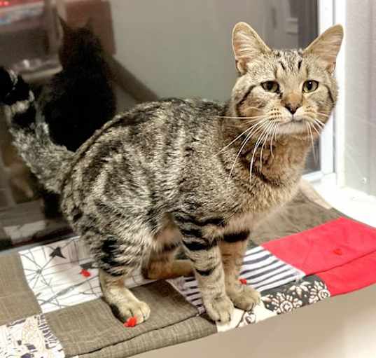 Photo of Twizzler