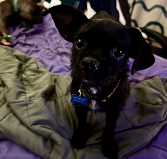 Photo of Peppercorn