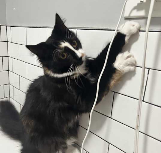 Photo of Phantom