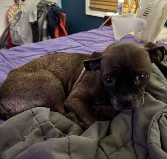 Photo of Hazelnut