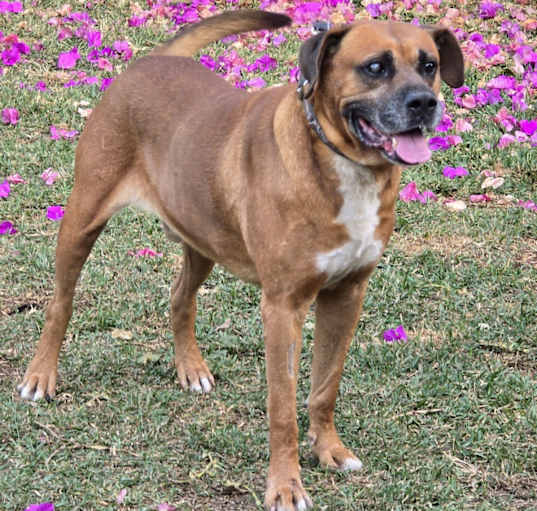 Photo of Rambo