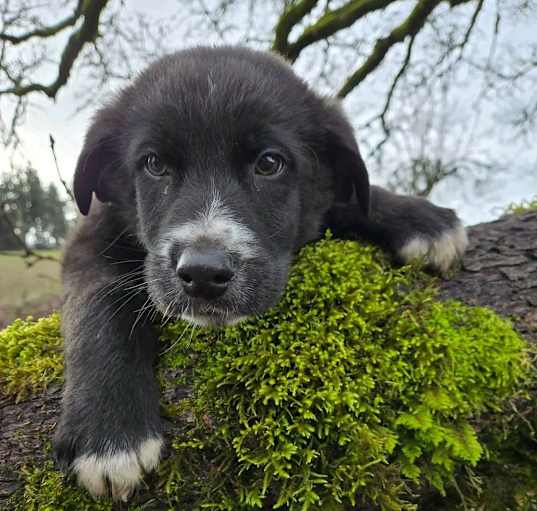 Photo of Huck