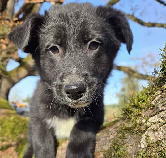 Photo of Blaze