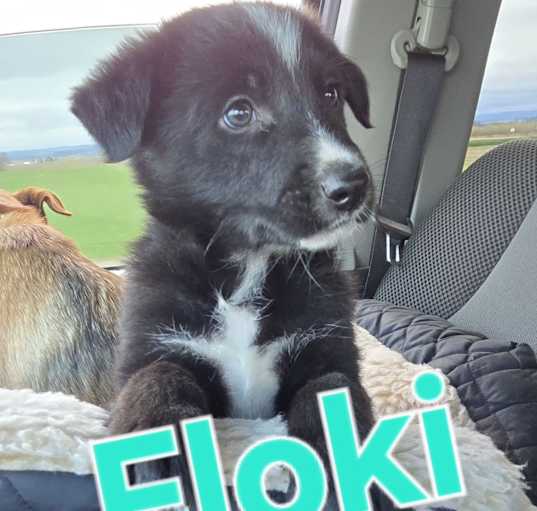 Photo of Floki