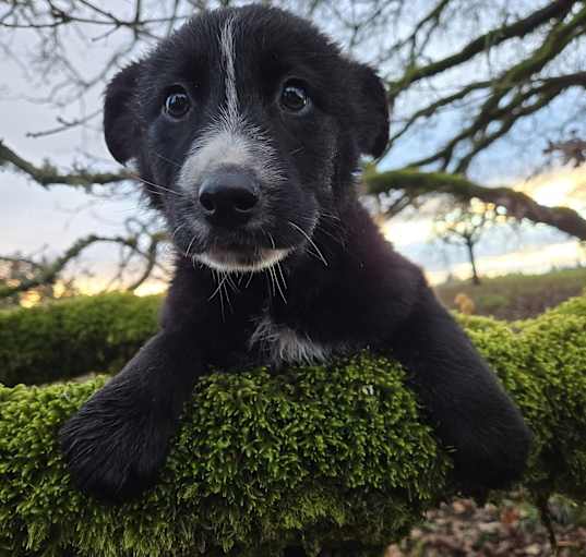 Photo of Juno
