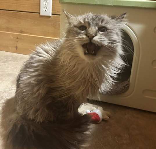 Photo of Yuki