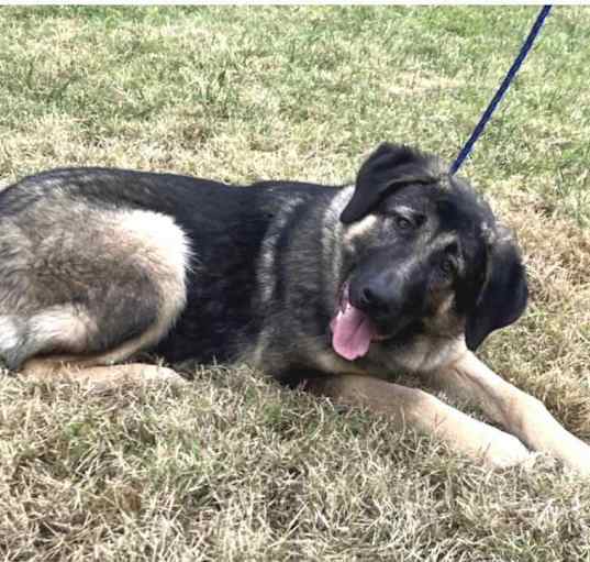 Photo of Roscoe
