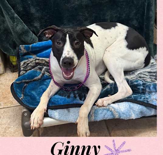 Photo of GINNY -1 YEAR DALMATIAN