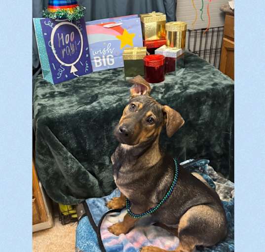Photo of REMY 7 MONTH AUSTRALIAN PINSCH