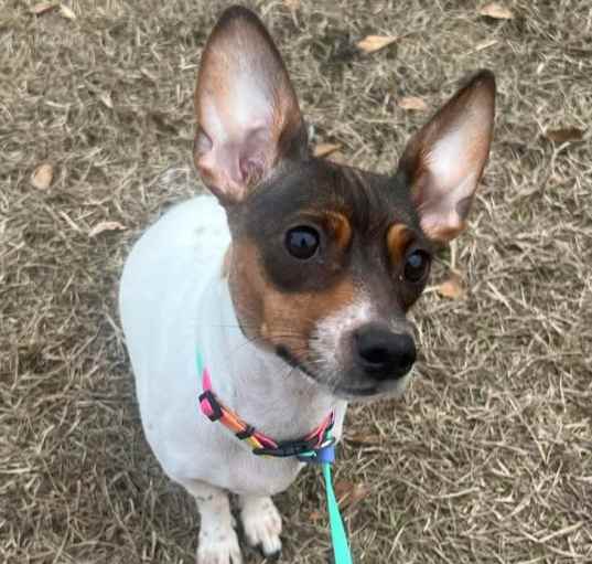Photo of Ginger