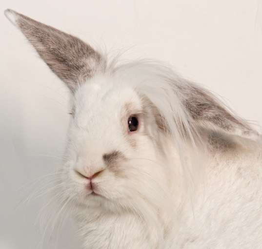 Photo of Cyrus