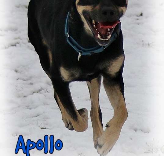 Photo of Apollo
