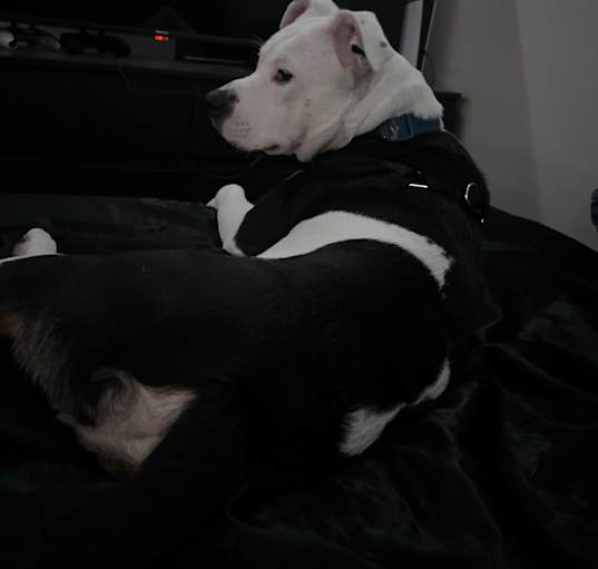 Photo of DIESEL