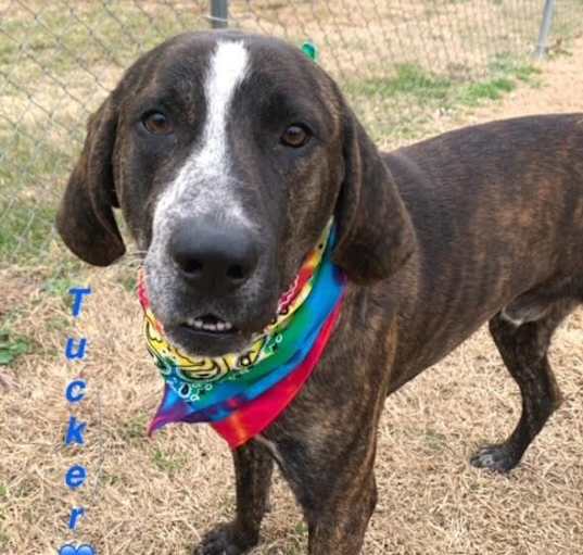 Photo of Tucker