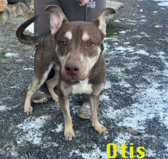 Photo of Otis